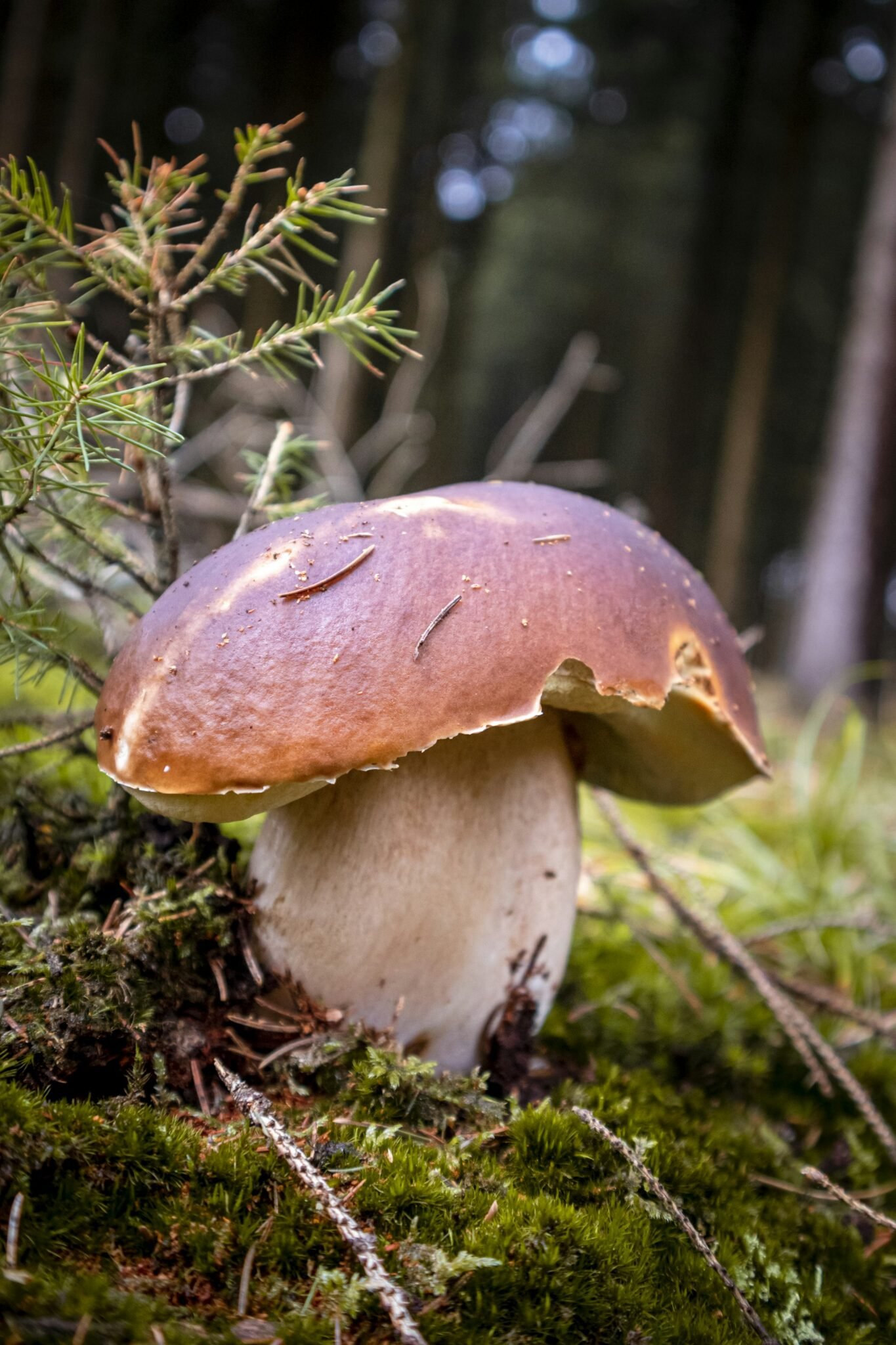 Steinpilz im Moos